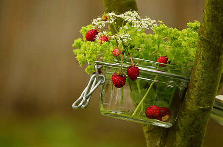 clear glass bowl with green leaf plant and red fruit thumbnail