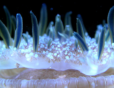 selective focus photograph of coral thumbnail