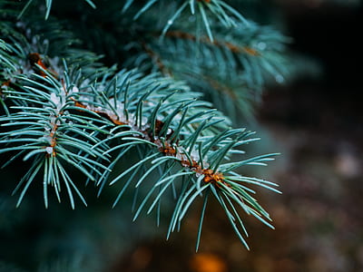 shallow focus photography of rosemary thumbnail