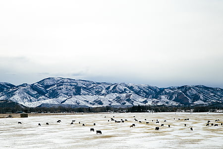 black cows on white plain thumbnail