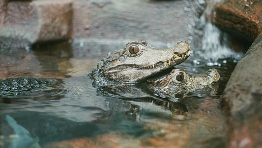 two alligators in body of water during daytime thumbnail