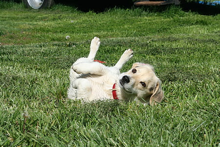 yellow Labrador retriever puppy on green grass field at daytime thumbnail
