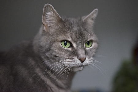 selective focus photo of gray cat thumbnail