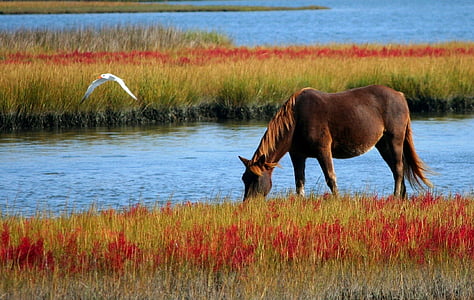 brown horse on red grass field near body of water during daytime thumbnail