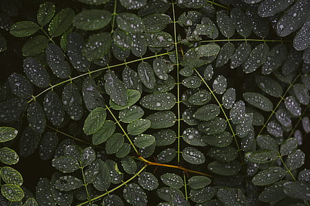 green leafed plant thumbnail