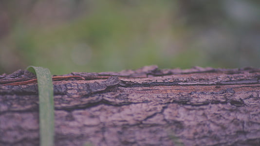selective focus photography of linear leaf on log thumbnail