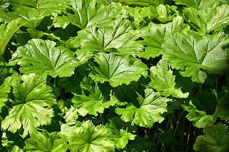 green leafed plant thumbnail