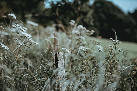 shallow focus photography of plants under the cloudy sky thumbnail