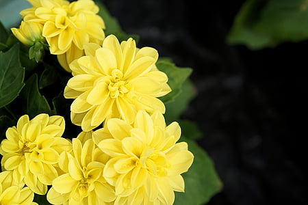 yellow dahlia flowers nature photography thumbnail