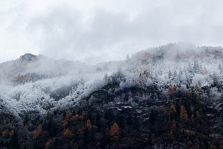Mountain Surrounded by Trees With Snows thumbnail
