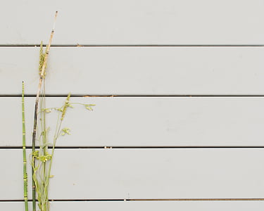 green leafed plant beside white wall thumbnail