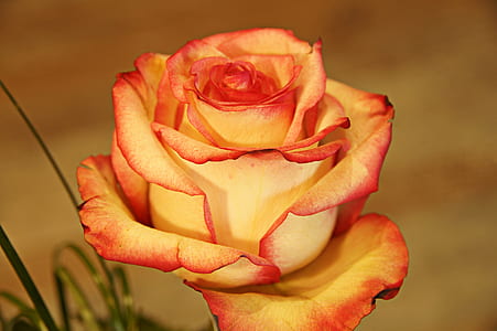 orange rose at bloom thumbnail