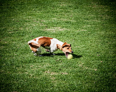 Adult Jack Russell Terrier Playing Ball thumbnail