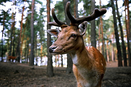 adult tan deer in the forest thumbnail