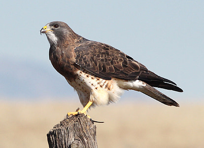 brown and white hawk selective focus photo thumbnail