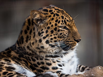 closeup photo of reclining leopard thumbnail