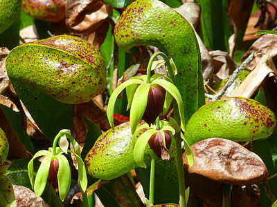 unblossom flowers of green plant thumbnail