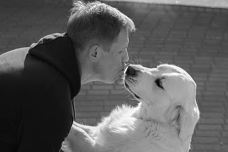 grayscale photography of man kissing adult golden retriever thumbnail