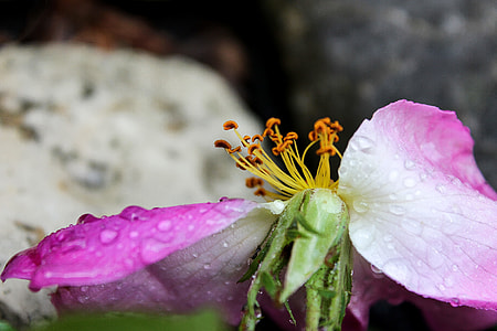Brian, Flower thumbnail