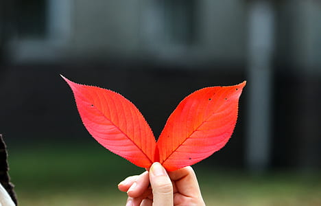 person holding red leaves thumbnail