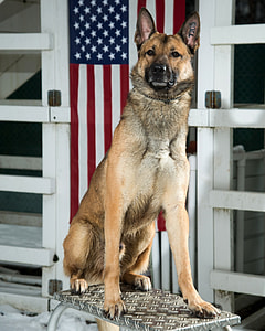 selective focus photography of short-coated tan dog sitting on gray metal bench thumbnail