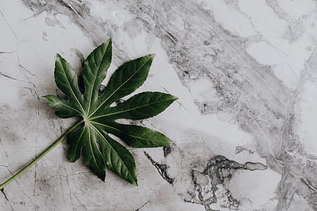 Aralia Leaves thumbnail