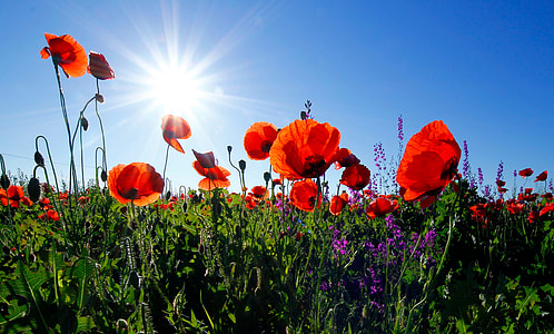 red petaled flowers under bright sun thumbnail