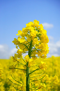 Rape Blossoms, Inflorescence thumbnail