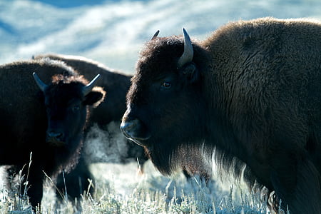 herd of bisons thumbnail