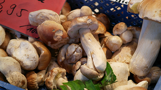 Common Mushroom, Boletus Edulis thumbnail