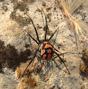 black and red spotted spider on white sand thumbnail