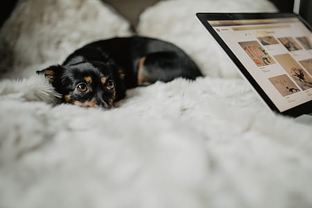 Small treat for a cute dog thumbnail