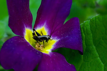 brown camel cricket on flower thumbnail