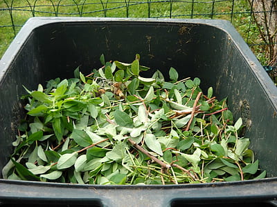 green leaves in bin thumbnail