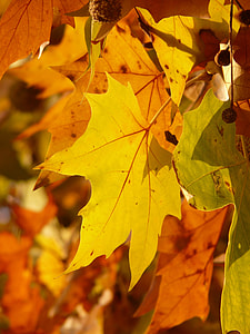 Leaves, Maple Leaved Plane thumbnail