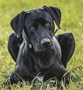 black Labrador Retriever lying on the green grass field during daytime thumbnail