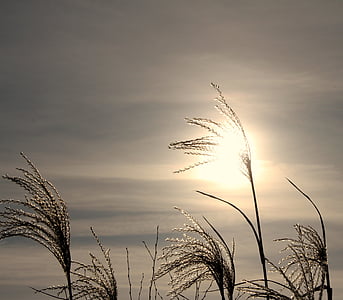 close-up photography of leaves under golden hour thumbnail