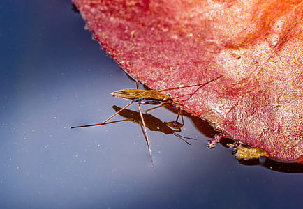brown water strider thumbnail
