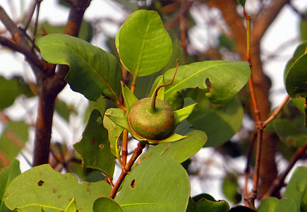 Sonneratia Caseolaris, Mangrove Apple thumbnail