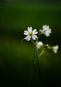 selective focus photography of 5-petaled flower thumbnail