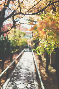 shallow focus photography of green leafed tree during daytime thumbnail
