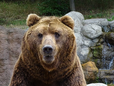 grizzly bear near fountain at daytime thumbnail