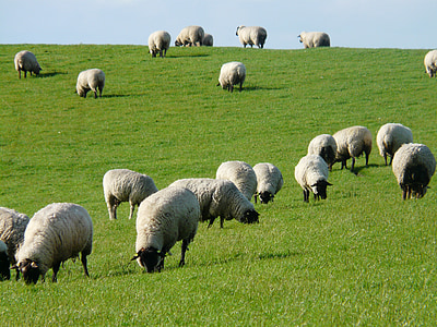 herd of sheep on grass field thumbnail