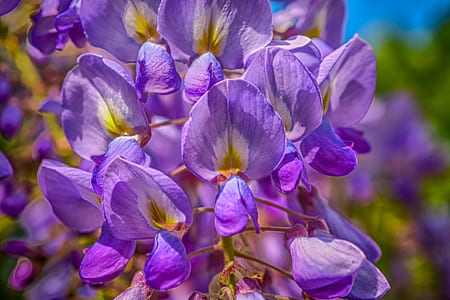 purple flowers closeup photography thumbnail