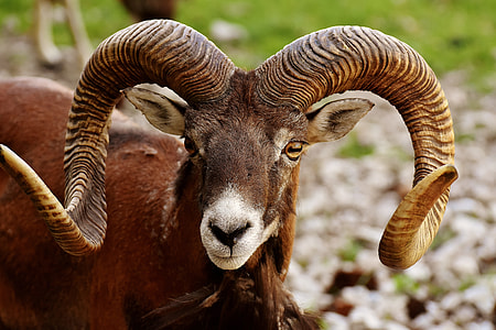 brown animal with curve horns thumbnail