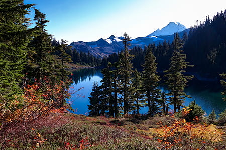 body of water surrounded by trees thumbnail