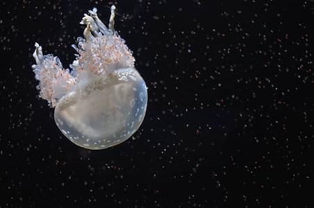 closeup photo of gray jellyfish thumbnail