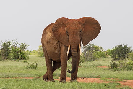 brown elephant standing on grass field thumbnail