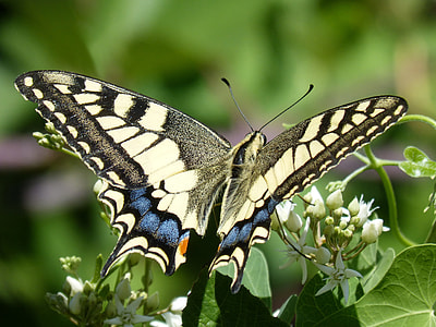 shallow focus photography of brown and white butterfly perched on green plant thumbnail