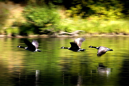 brown Canaida geese hovering body of water thumbnail